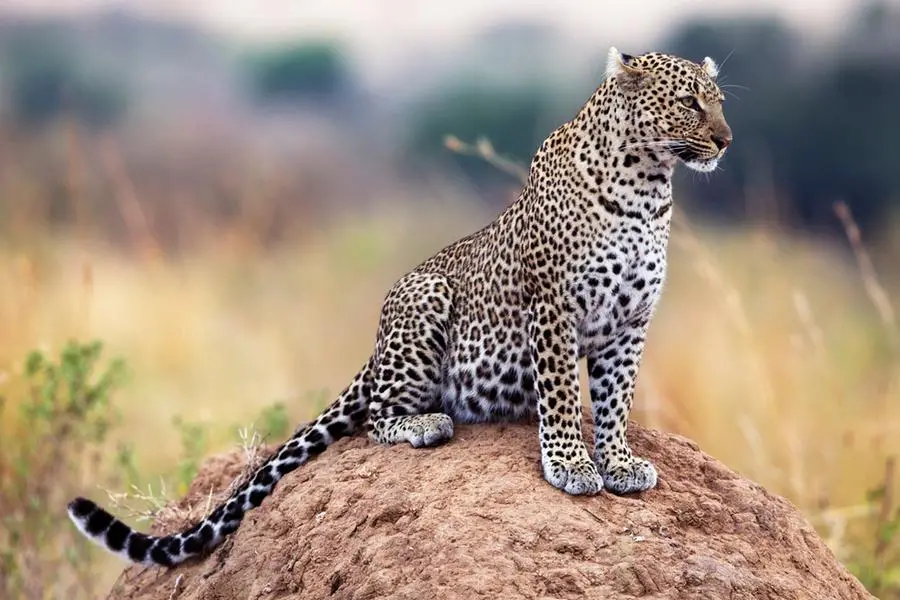 Saving the Arabian Leopard | Enmaeya