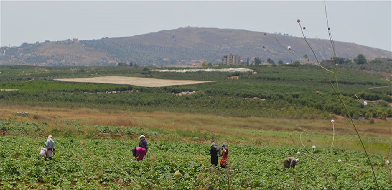 In Numbers… How Ongoing Conflicts Are Devastating Lebanon’s Farmland